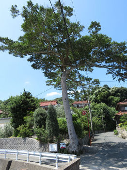 IMG_1480クロガネモチ(下関市指定保存樹木）.JPG