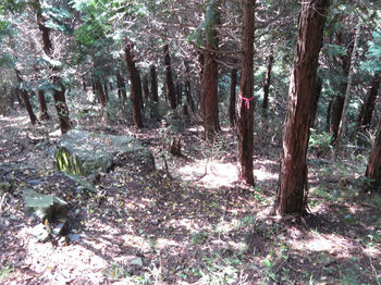 IMG_2050ヒノキ植林境.JPG