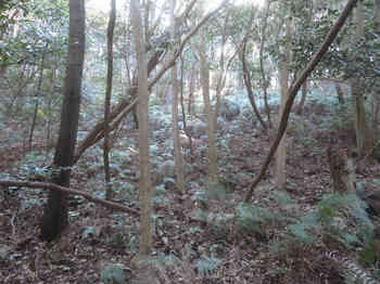 IMG_2530疎林と薄いシダ斜面.JPG