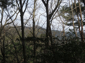 IMG_2585樹間に花尾山.JPG