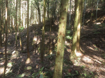 IMG_2997植林谷から対岸斜面に林道を見る.JPG