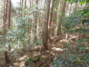 IMG_3141植林斜面をトラバース.JPG