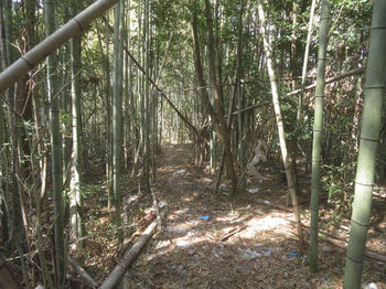 IMG_3235竹林沿い・ゴミが散乱.JPG