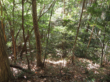 IMG_3349植林境（左の雑木林へよける）.JPG