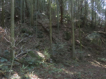 IMG_3706林道から下降斜面（逆方向）.JPG
