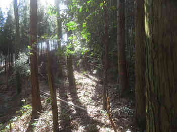 IMG_3949植林尾根を左へ登る.JPG