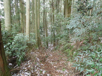 IMG_4370植林沿い・作業道.JPG