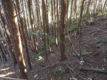IMG_5591植林斜面をトラバース.JPG