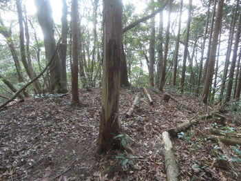 IMG_7628３６０ｍピーク・植林境は南東尾根へ分かれる.JPG