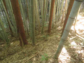 IMG_7738竹林尾根から谷へ下る.JPG
