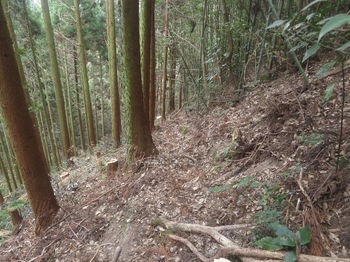 IMG_7868伐採植林谷の踏み跡.JPG