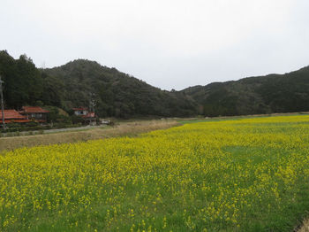 IMG_8451左は高倉山（手前１２０ｍピーク）・菜の花畑.JPG