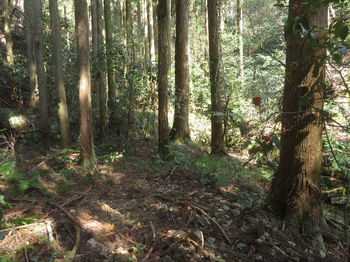 IMG_8702左側（右岸）の植林地.JPG