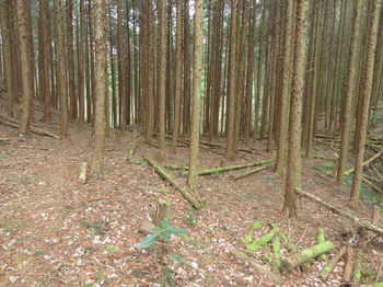 IMG_8902植林帯の踏み跡.JPG