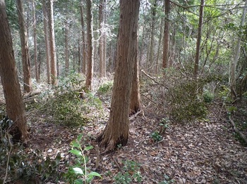 P1040386ヒノキ植林帯に出る.JPG