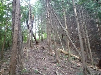 P1060532植林境の巡視路.JPG