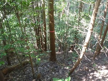 P1060691分岐方向の植林急斜面.JPG