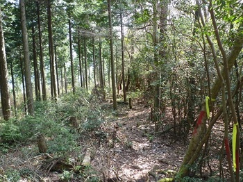 P1080863ヒノキ植林境(下り方向）.JPG