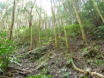 P1080995右の植林斜面を登る.JPG