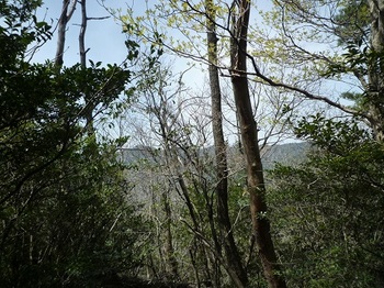 P1090012　北西方向の樹間展望.JPG