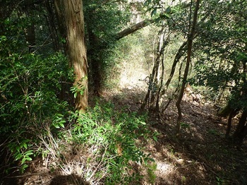 P1090014植林境の下り.JPG