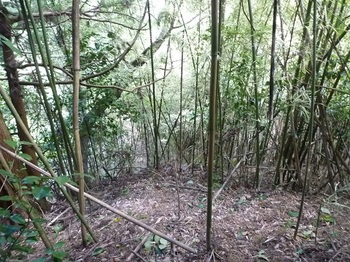 P1110273竹林が現われる.JPG
