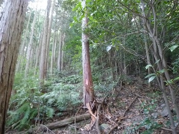 P1110303植林境を直登.JPG