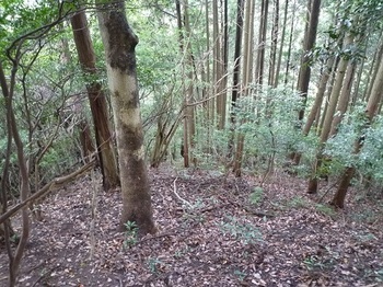 P1110419植林境尾根（逆方向）.JPG