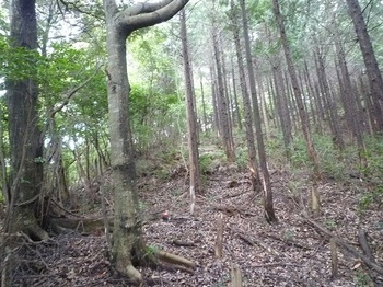 P1110424ヒノキ植林境尾根と合わさる.JPG