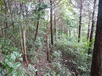 P1110441ヒノキ植林境.JPG