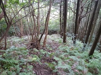 P1110446シダが被る植林境.JPG