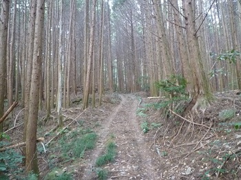 P1130878ヒノキ林の未舗装林道.JPG