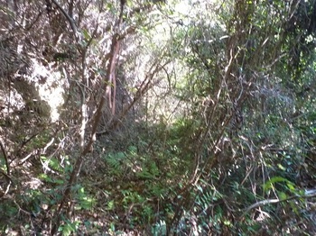 P1190722灌木が茂る.JPG