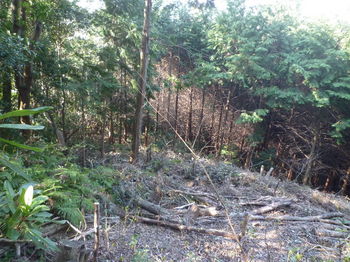P1320140植林境から伐採斜面.JPG