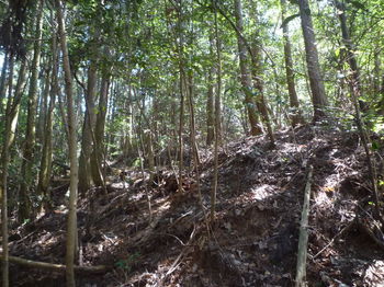 P1320230小尾根の植林境.JPG